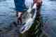 flowers river atlantic salmon