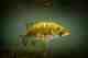 smallmouth bass underwater