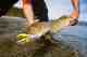 pike fly fishing