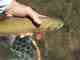 yellowstone cutthroat trout