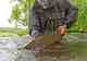 Santos Madero releases a Savan sized rainbow (photo: Earl Harper). savan river rainbow trout - Kamchatka, Russia