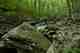 Headwater Trout Stream Headwater Trout Stream