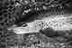 brown trout with hair spider fly in mouth