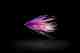 purple intruder fly