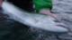 Washington Coast Steelhead