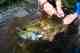 smallmouth bass fly fishing