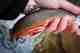 Brook Trout Spawning Colors