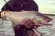 This 5 kilo sea-run brown trout fell victim to a rubberleg version of this classic nymph (photo: Matthew McClure). sea run brown trout nymph