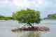 mangrove carribean