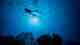 marine protected area diver swimming