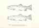 Image: Public domain. behnke yellowfin cutthroat