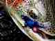 Bristol Bay Rainbow TRout