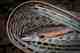 Brook Trout experience stress at lower temperatures than other species. Brook Trout