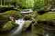 The height of summer on one of Pennsylvania's many wild trout streams. PA Wild Trout Stream