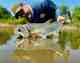 payara fly fishing