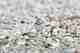 piping plover