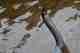 Lamprey Lamprey