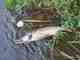 This week saw the season's first significant action on the Salmon River. Salmon River