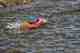 One of millions, this sockeye makes its way up a small creek in the Bristol Bay region. Sockeye Swimming in Alaska
