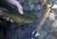 Freestone Trout Freestone Trout
