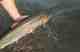 Releasing a wild steelhead on Oregon's Deschutes River Wild Steelhead