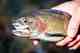Native Yellowstone cutthroat trout