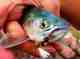 Photo: Tyler Bunderson royall wulff blue tiger trout