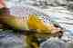 Fat, healthy brown trout like this one predominate in the Filo Hua Hum River in northern Patagonia (photo: Chad Shmukler). Filo Hua Hum River Brown Trout