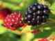 ozark mountain blackberries