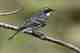 Photo: Kelly Colgan Azar Yellow Rumped Warbler