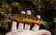 A California golden trout (photo: Anythony Greco / cc2.0). California golden trout
