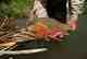 Photo: Kris Millgate Utah Cutthroat Trout