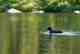 Photo: Matthew Reilly maine loon