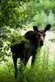 Photo: Matthew Reilly maine woods moose