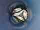 snapper bluefish in bucket