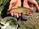 A shot of a Gila trout