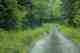 A lone fawn stands on a misty Prince of Wales logging road (photo: Chris Hunt). prince of wales logging road