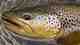 brown trout missouri river montana
