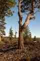 incense cedar