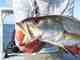 Photo: Johnny Carrol Sain coastal louisiana sea trout