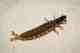 Caddis larvae look like little worms. They breathe through gills and live on the river-bottom. caddis larva