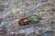 Caddisflies, unlike mayflies and stoneflies, have a complete life cycle because they pupate. Pupation is often called a resting stage as the insects transform from larva to adult. This is a Tan Caddis pupa. caddis pupa