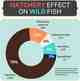A figure from the study (credit: Wiley Online). hatchery impact on wild fish