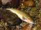 Greenback cutthroat trout from Rocky Mountain National Park (photo: Chad Love). Greenback cutthroat trout- Rocky Mountain National Park