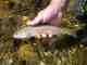 Pauite Cutthroat Trout