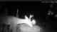 wildlife hoax images ai 