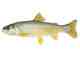 An artist's rendering of a yellowfin cutthroat trout