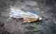 Chuck Kraft's Kreelex Minnow (photo: George Daniel). Chuck Kraft's Kreelex Minnow