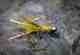 George Daniel's Sculp Snack Euro Streamer (photo: George Daniel). George Daniel's Sculp Snack Euro Streamer fly