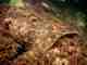 Winter flounder (photo: Deborah Marx/NOAA). Winter flounder